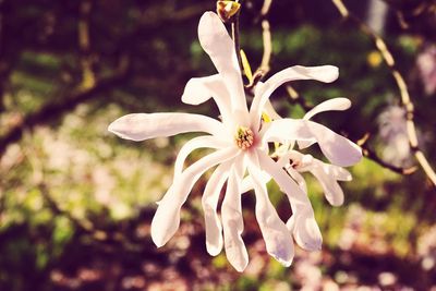 Close-up of white flower