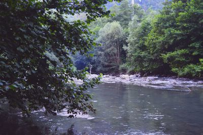 Trees in forest