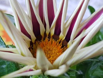 Close-up of flower blooming outdoors