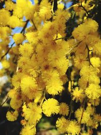 Close-up of yellow flowers