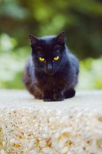 Portrait shot of beautiful stray black cat with yellow eyes