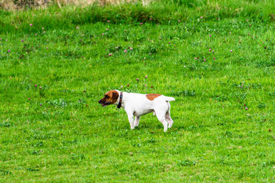 Dog standing on grass