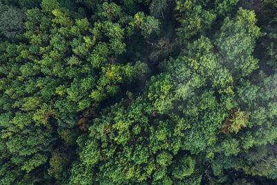 Pine forest in the mountains in the morning form above drone