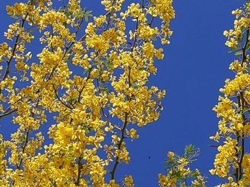 Low angle view of flowering plants against clear blue sky