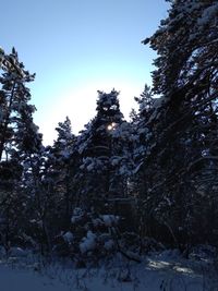 Low angle view of snow covered trees against clear sky