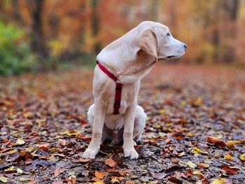 Dog looking away on leaves during autumn