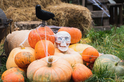 Pumpkins on field during autumn