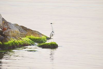 View of bird on rock by lake