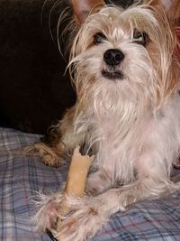 Close-up portrait of dog