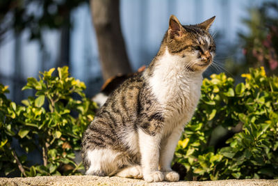 Close-up of cat looking away while sitting on retaining wall