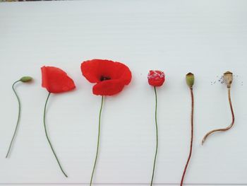 Close-up of multi colored flowers against white background