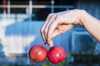 Close-up of hand holding apple