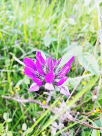 Close-up of pink crocus flower on field