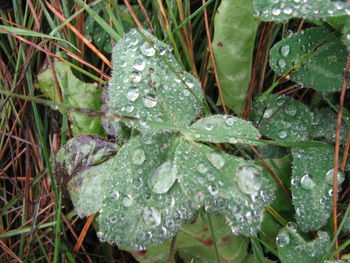 Close-up of water drops on leaves