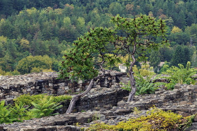 View of trees in forest