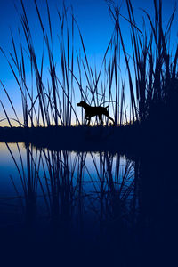 Silhouette of birds in lake against clear blue sky