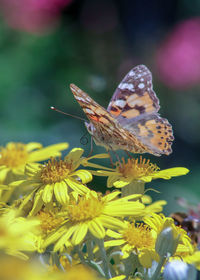 Close-up of butterfly pollinating on flower painted lady butterflies 