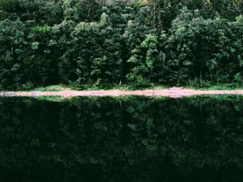 Scenic view of lake amidst trees in forest