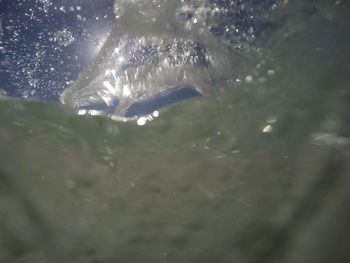 Close-up of fish swimming in water