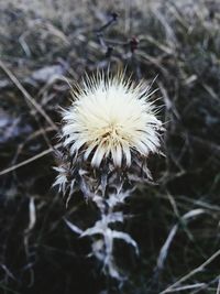 Close-up of dandelion flower