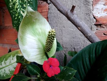 Close-up of flowering plant