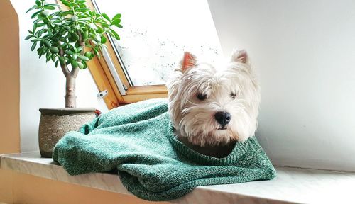 Portrait of dog relaxing at home