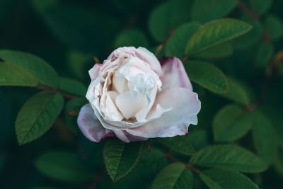 Close-up of white rose