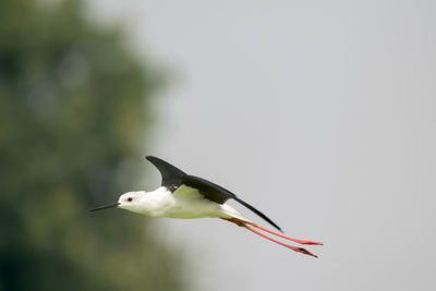 Side view of a bird flying against clear sky