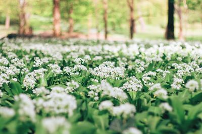 Close-up of white flowering plants on field