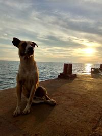 Dog sitting on beach against sky during sunset