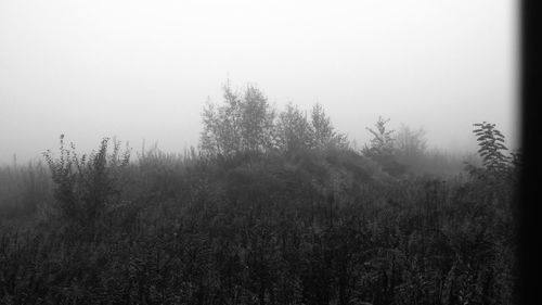Trees in foggy weather