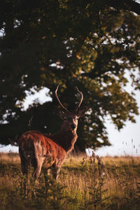 Deer in a field