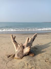 Driftwood on beach against sky