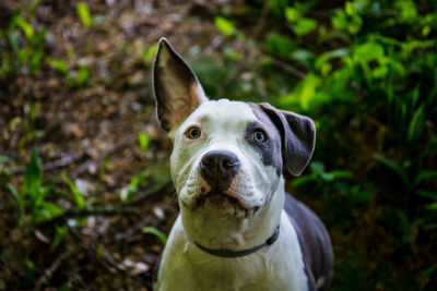 Portrait of dog on field