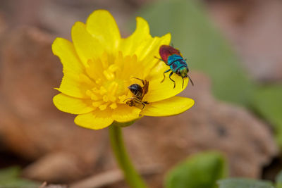 Close-up of bee on yellow flower