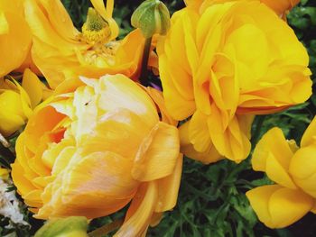 Close-up of yellow flowers