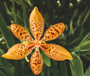 Close-up of day lily