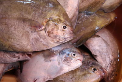 Close-up of fish for sale in market