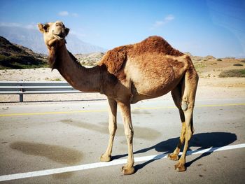 View of a horse on desert