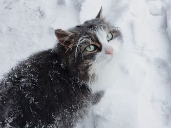 Close-up portrait of cat