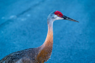 Close-up of a bird