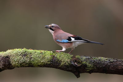 Close-up of bird perching on branch