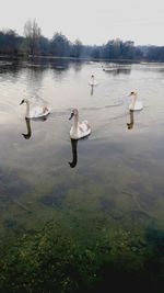 Swans swimming in lake