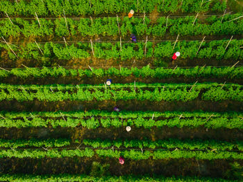 Scenic view of agricultural field