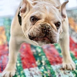 Close-up portrait of a dog