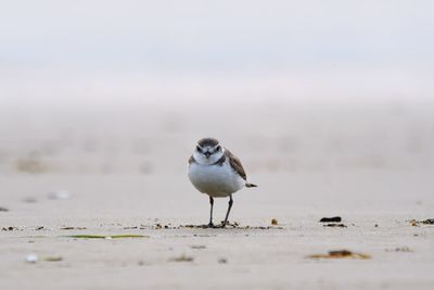 Close-up of seagull perching on beach