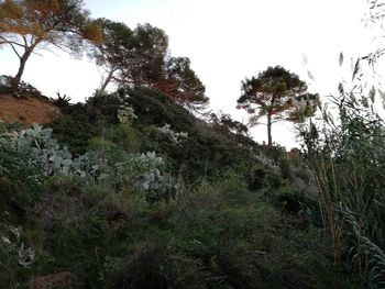 Low angle view of trees in forest against clear sky