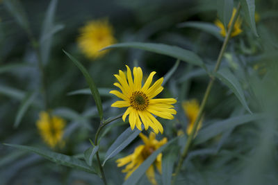 Close-up of yellow flowering plant on field