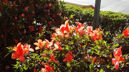 Close-up of orange flowers blooming in greenhouse