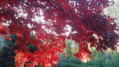 Low angle view of trees